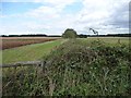 Field boundary, north of Bembury Lodge Plantation