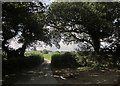 Lane near East Combe