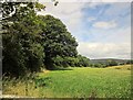 Trees near East Combe