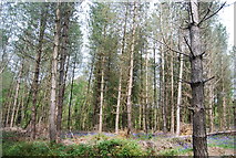 TQ2125 : Conifers, Westside Wood by N Chadwick