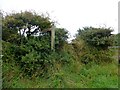 Overgrown Footpath Near Hardisworthy Trig Point