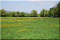 TQ1637 : Buttercup meadow by N Chadwick