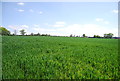 Wheat near Tickfold Wood