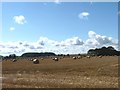 Bales on stubble