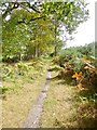 Stoborough Heath, footpath