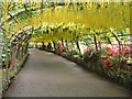 SH8072 : Laburnum arch Bodnant Garden in bloom by Richard Hoare
