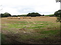 Straw bales in harvested field south of the Ballyhosset Road