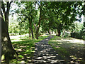 Shady path, Norbury Hall Park
