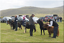 HP6312 : Shetland ponies in the show ring at the Unst Show, Haroldswick by Mike Pennington