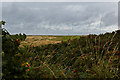 A peek over the hedge at the golf course between the road and the sea