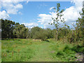 Bookham Common western plain