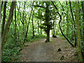 Path in Spring Park woodland