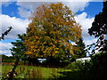 Autumn colours at Golden Pot