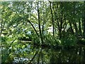 View across pool at Chambercombe Manor