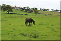 NS5224 : Horse at Brackenhill Farm by Billy McCrorie