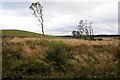 Clearfell near Foel Caledeiriau