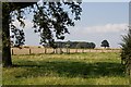 Bracken field, (E Yorks)