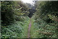 Path in Mount Pleasant West Wood