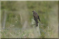 HP6313 : Juvenile Cuckoo (Cuculus canorus), Northdale by Mike Pennington