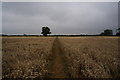 Footpath leading to Eastfield Farm