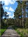 Path through Martinshaw Wood