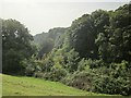 Woodland near Strete