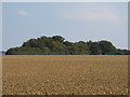 Looking over tilled land to a small wood near Tudwick Farm, Tolleshunt D