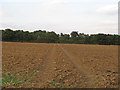 Public footpath over tilled field near Honeycombe Farm, Tolleshunt Knights