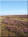 SE5496 : Flowering heather in upper valley of Parci Gill by Trevor Littlewood