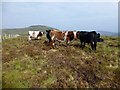 NT8720 : Beef Cattle Grazing On The Flat Summit Of Birnie Brae by Rude Health 