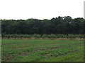 Farmland towards Stainton Wood