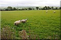 Sheep in a field near Long Covert