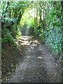 Shady lane above Delacorse