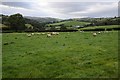 Farmland near Pandy Tudur