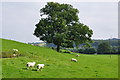 West Somerset : Grassy Field & Sheep