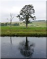 NY7385 : Trees beside the River North Tyne by Russel Wills