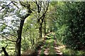 Footpath track on Hollin Edge