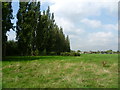 Line of poplars in Long Lane Recreation Ground