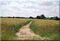 Footpath through barley