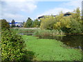 Looking across Shortwood Pond