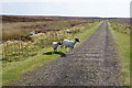 NZ6101 : Sheep by the Rosedale railway by Bill Boaden