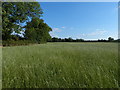 Field along Narborough Road in Cosby