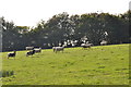 Mid Devon : Grassy Field & Sheep