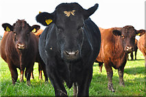SS8822 : Mid Devon : Cattle Grazing by Lewis Clarke
