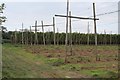 Hop fields at Burford Oaks