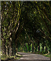 Tree-lined track to Mousehill Plantation