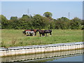 Horses by the Aylesbury Arm, Grand Union Canal