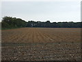 Potato crop off Mill Lane