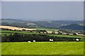 Mid Devon : Countryside Scenery