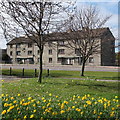 Council flats with daffodils